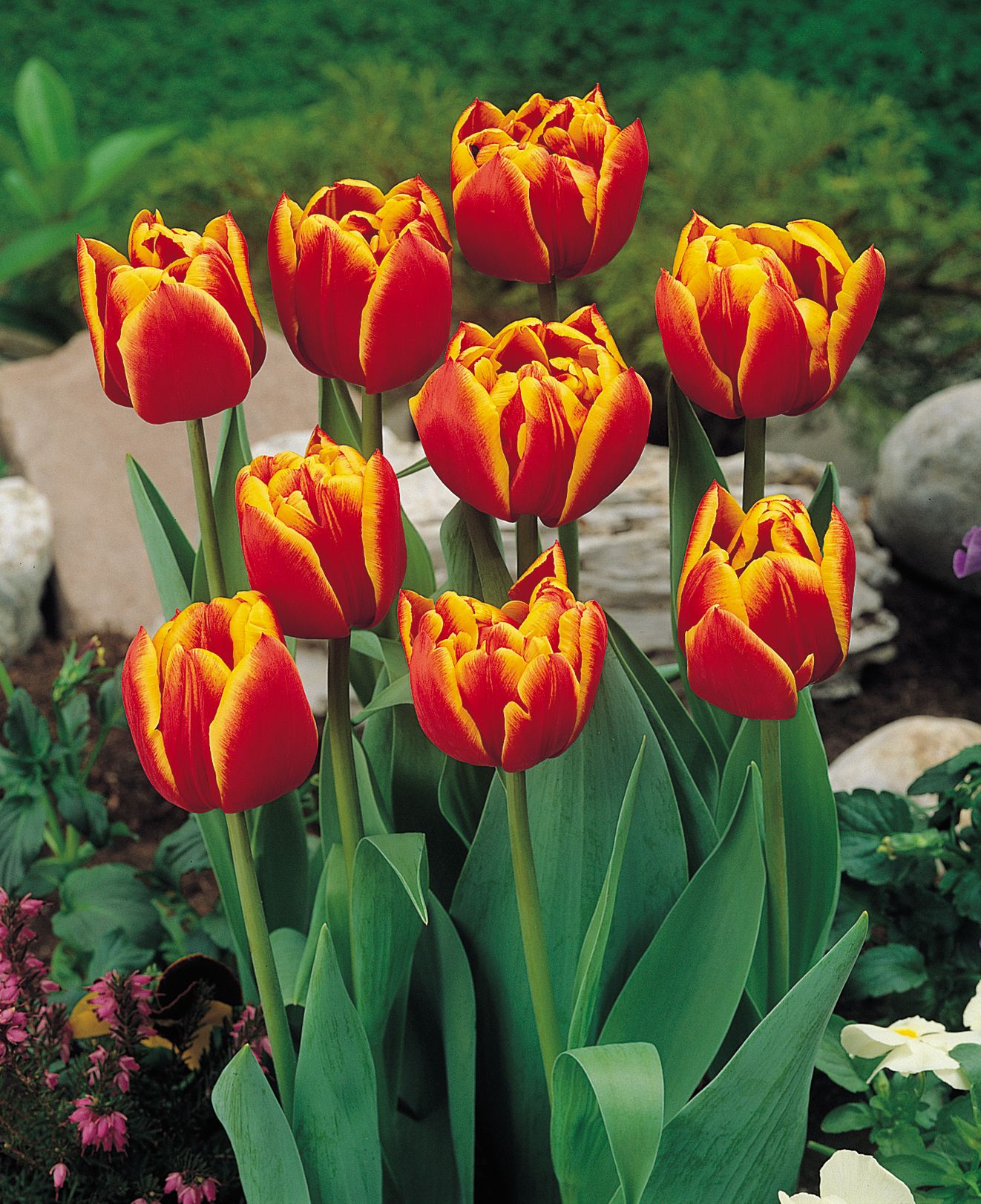 Tulipa 'Bonanza'